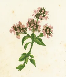 Wilde marjolein, Origanum Vulgare